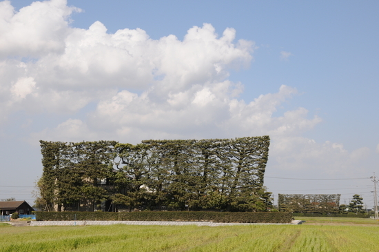 築地松