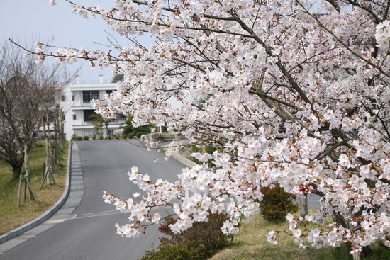 平田高校　校門の桜