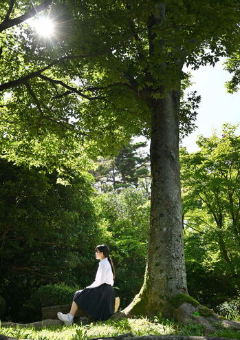 静かな木もれ日