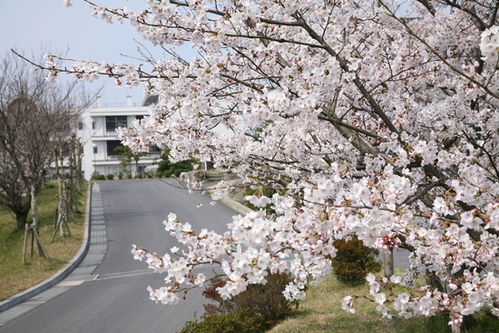 高校 島根 平田 学校紹介